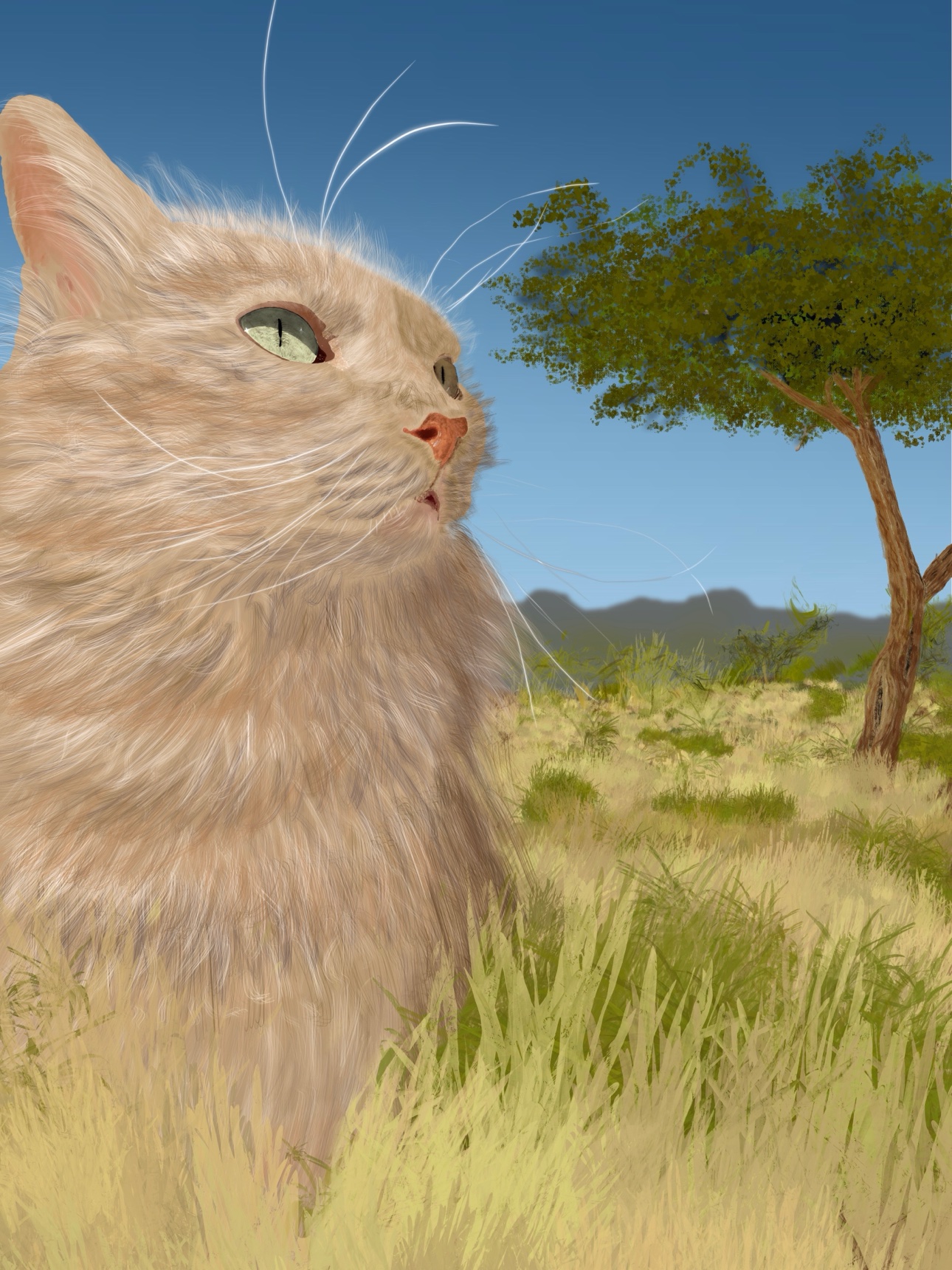A fluffy cat standing in a grassy field